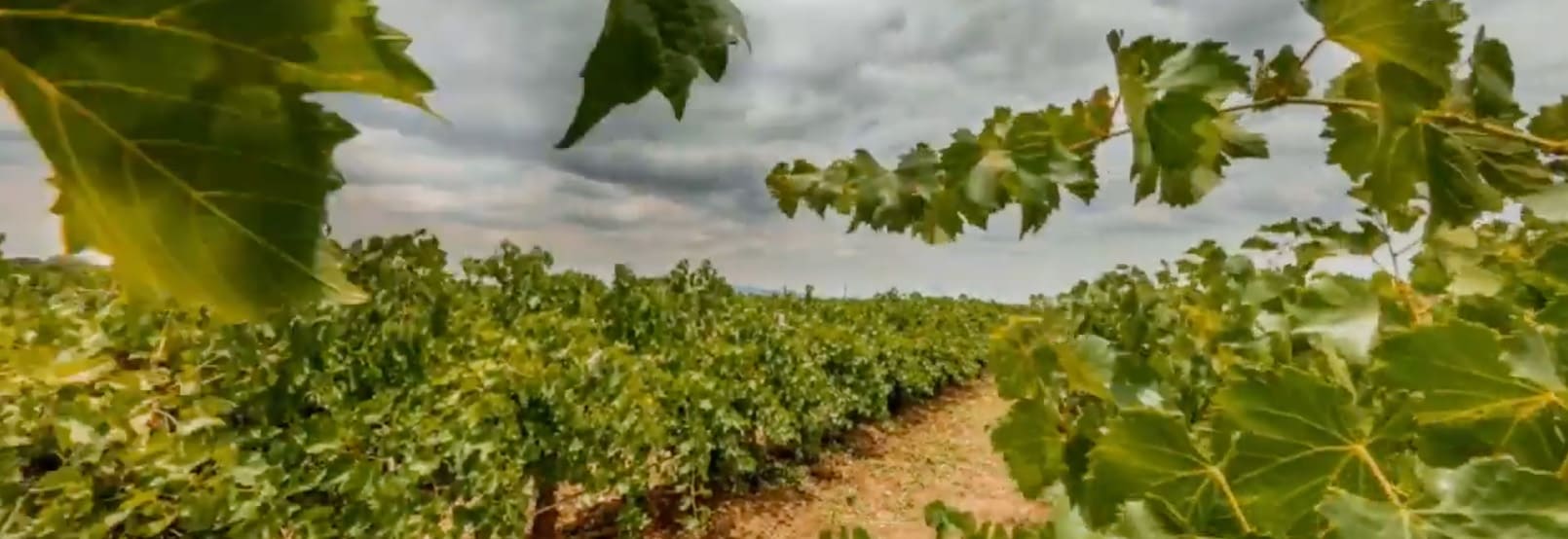 RUTA DEL VINO EN AGUASCALIENTES